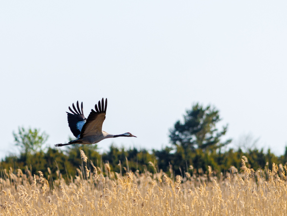 Sookurg pilliroo kohal