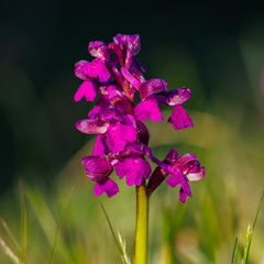 Arukäpp ehk poirohi (Orchis morio)
