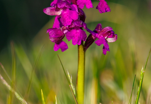 Arukäpp ehk poirohi (Orchis morio)