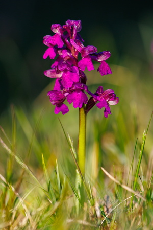 Arukäpp ehk poirohi (Orchis morio)