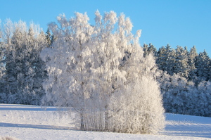 Külmataadi kätetöö