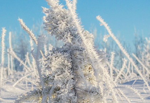 Väike härmas puuke