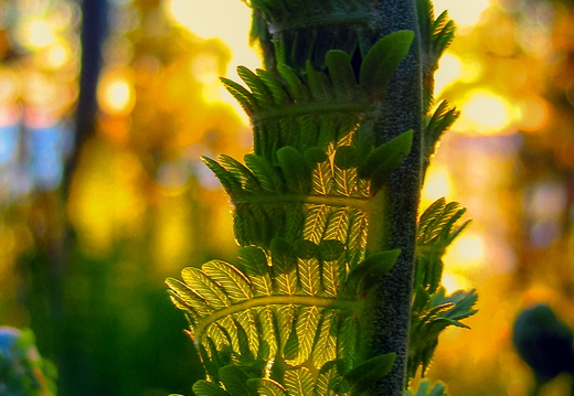 Rullis sõnajala leht