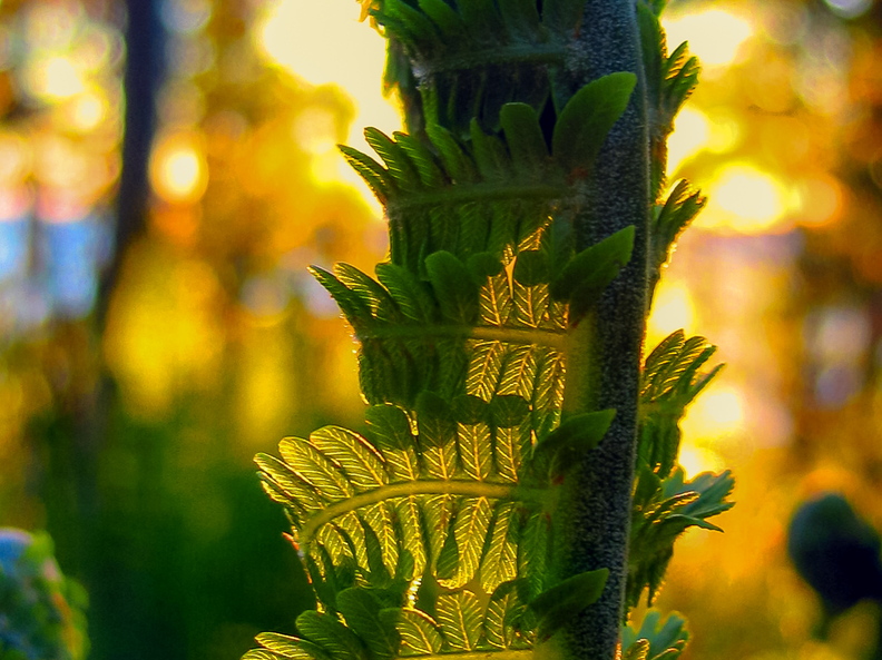 Rullis sõnajala leht