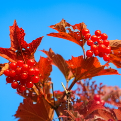 Lodjapuu on sügisel ilus punane