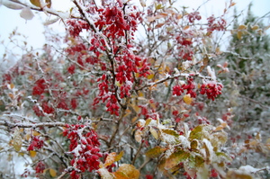 Kukerpuu ehk barbariss talvel