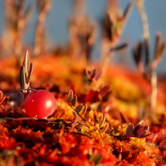 Magusalt punane jõhvikas