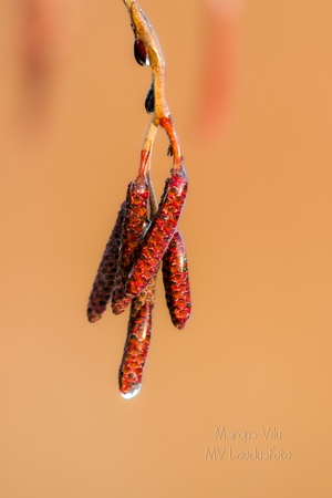 Jäätunud lepaurvad