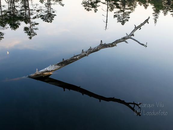 Oks laukast välja turritamas