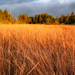 Kõrrelised päikeseloojangus tumeda taeva taustal