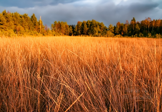 Kõrrelised päikeseloojangus tumeda taeva taustal