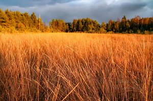 Kõrrelised päikeseloojangus tumeda taeva taustal