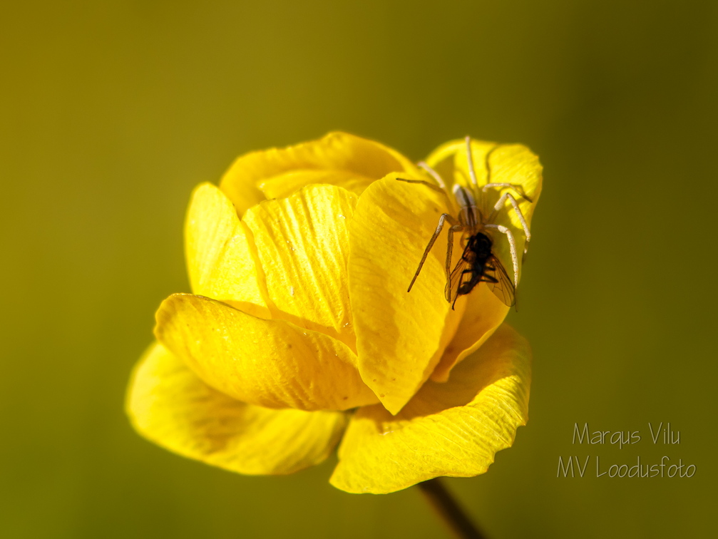  Ega kullerkupu õis pole üldse ohutu