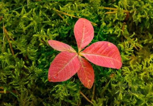  Punaste lehtedega taim keset rohelist sammalt