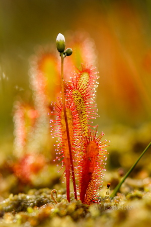  Pikaleheline huulhein, lihasööja taim rabas
