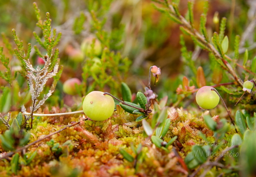  Veel rohelised jõhvikad