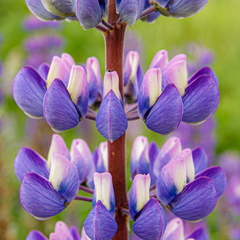  Lillad lilled | Lupiin