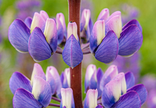  Lillad lilled | Lupiin