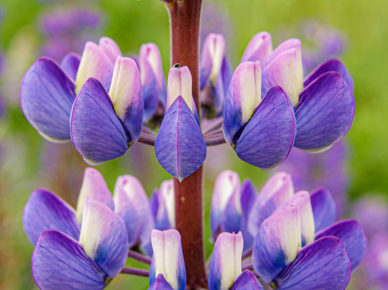  Lillad lilled | Lupiin