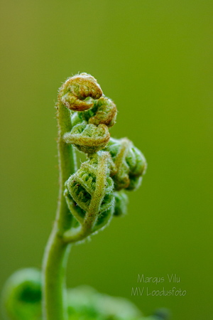  Noor ja veel krimpsus sõnajala leht