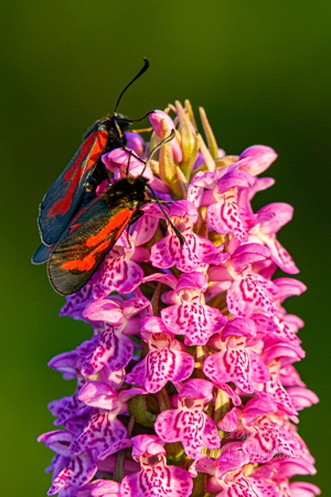 Aasa-verikireslased Kahkjaspunane sõrmkäpal (Dactylorhiza incarnata)