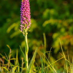 Kahkjaspunane sõrmkäpp (Dactylorhiza incarnata)