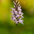 Kuradi-sõrmkäpp (Dactylorhiza maculata)