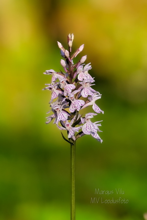 Kuradi-sõrmkäpp (Dactylorhiza maculata)