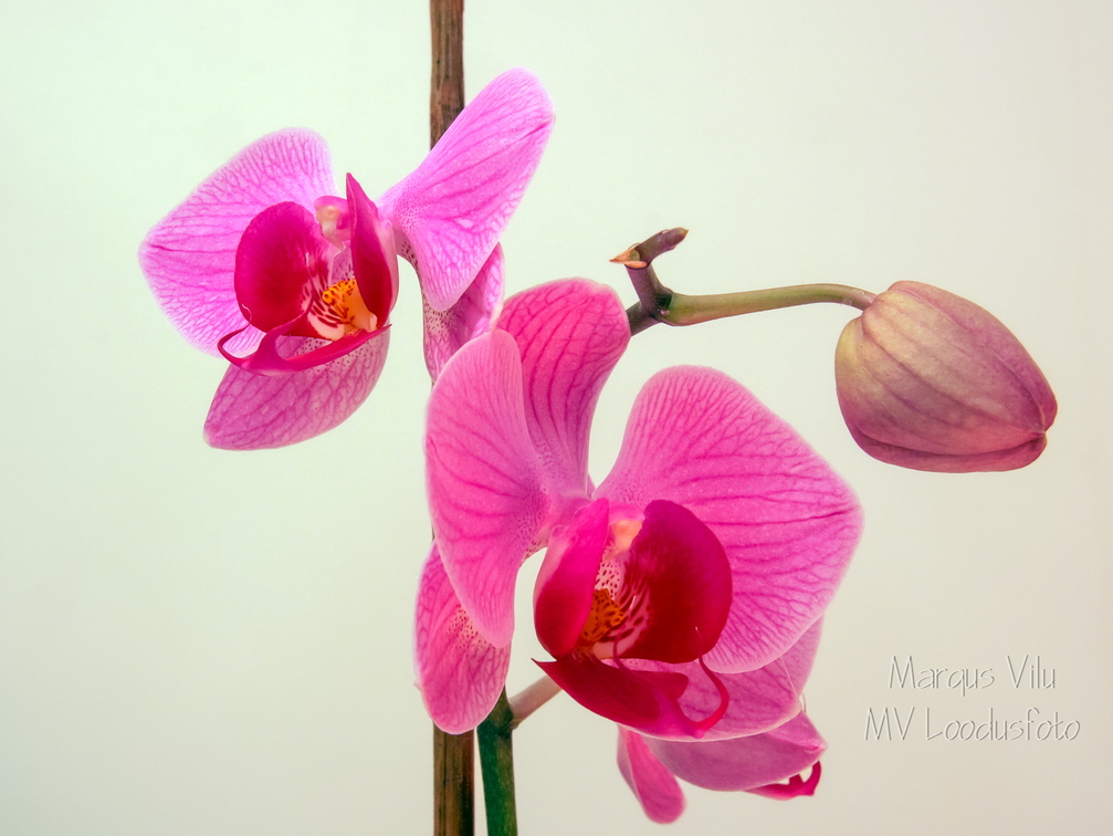  Tubane orhidee