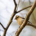 Metsvint (Fringilla coelebs)