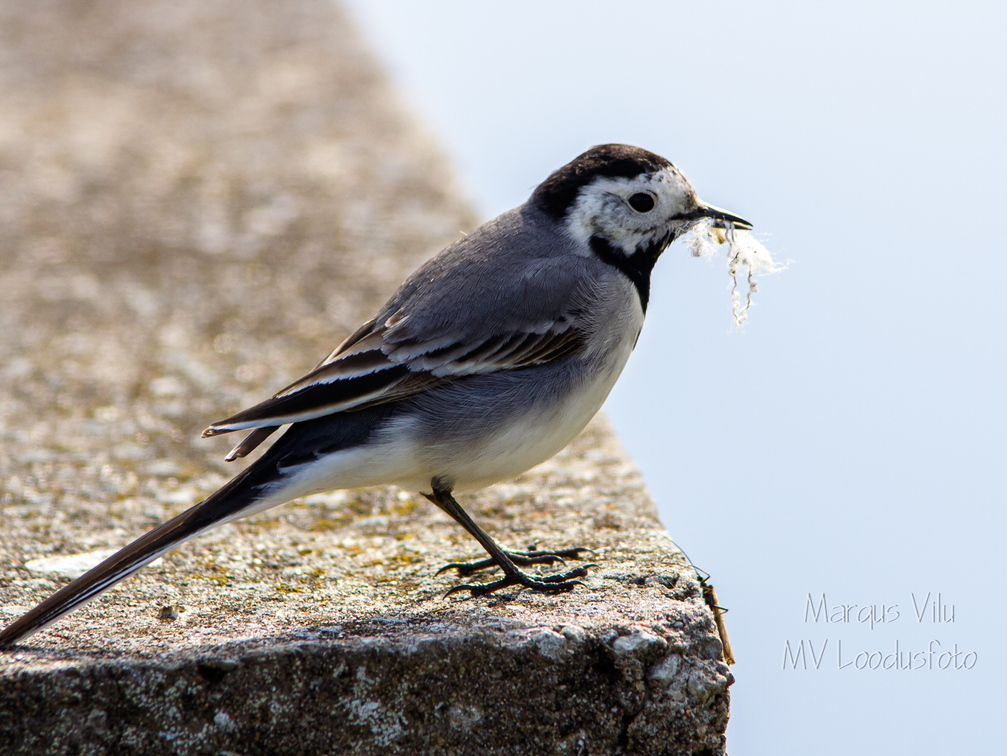   Linavästrik ehk jäälõhkuja pesamaterjaliga (Motacilla alba)