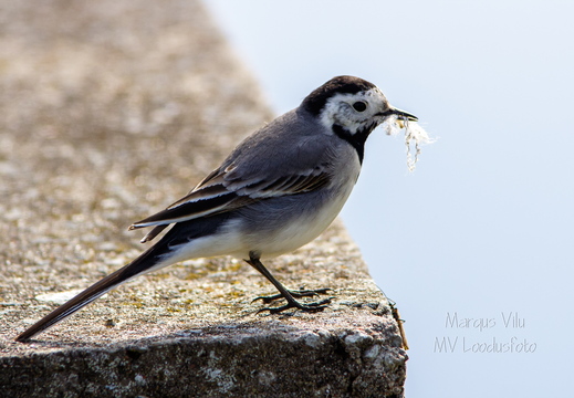   Linavästrik ehk jäälõhkuja pesamaterjaliga (Motacilla alba)