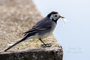   Linavästrik ehk jäälõhkuja pesamaterjaliga (Motacilla alba)