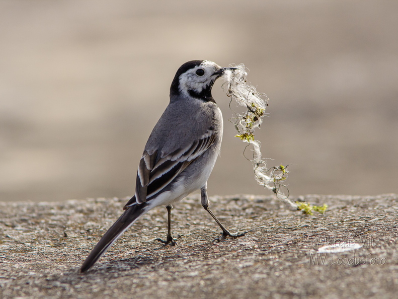  Linavästrik pesamaterjaliga (Motacilla alba)