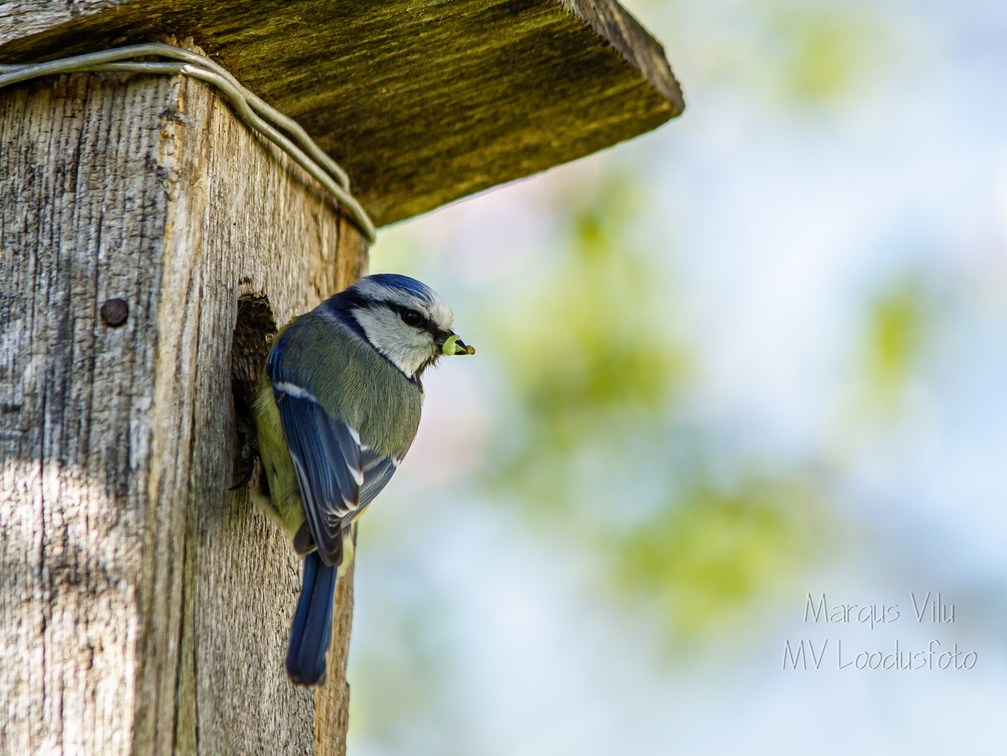   Sinitihane pesakasti juures (1Cyanistes caeruleus)