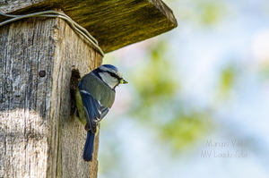   Sinitihane pesakasti juures (1Cyanistes caeruleus)