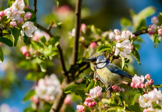  Sinitihane (1Cyanistes caeruleus)
