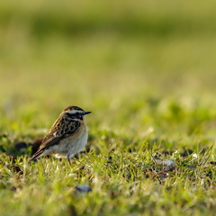  Kadakatäks (Saxicola rubetra)