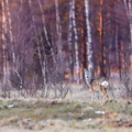   Metskits, ka kaber (Capreolus capreolus) 