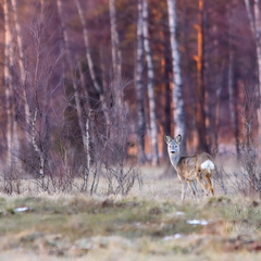   Metskits, ka kaber (Capreolus capreolus) 