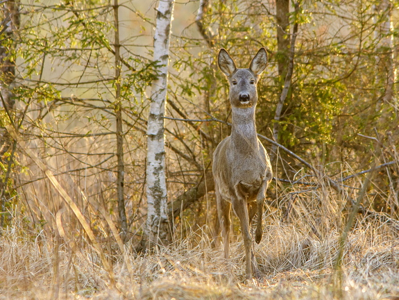   Metskits, ka kaber (Capreolus capreolus) talvises mundris