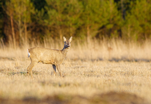  Metskits, ka kaber (Capreolus capreolus) 