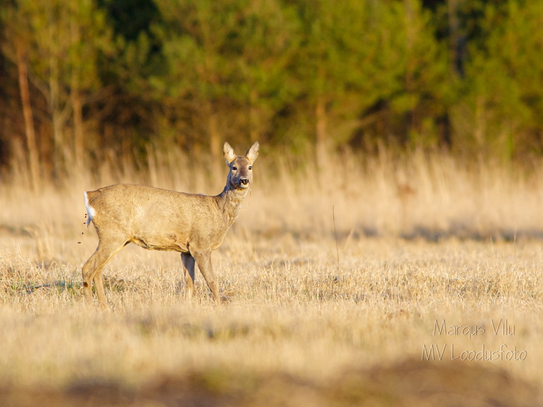  Metskits, ka kaber (Capreolus capreolus) 