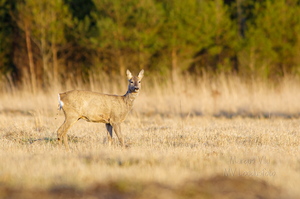  Metskits, ka kaber (Capreolus capreolus) 