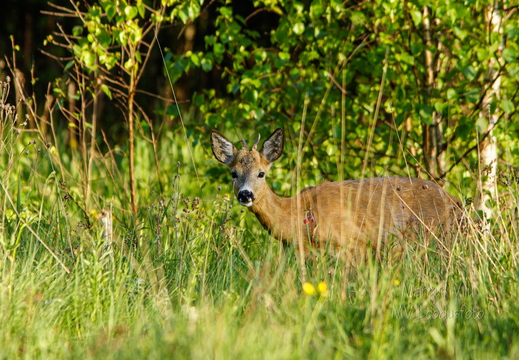  Metskits, ka kaber (Capreolus capreolus) 