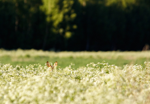  Kellegi kõrvad paistavad-  Metskits, ka kaber (Capreolus capreolus) 