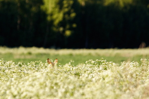  Kellegi kõrvad paistavad-  Metskits, ka kaber (Capreolus capreolus) 