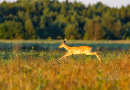   Metskits hüppel, ka kaber (Capreolus capreolus) 