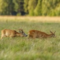  On jooksuaeg- Sokk kitse taga ajamas.  Metskits, ka kaber (Capreolus capreolus) 