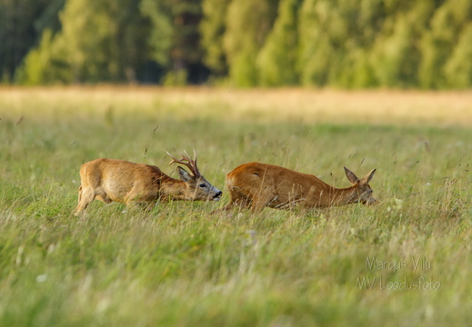  On jooksuaeg- Sokk kitse taga ajamas.  Metskits, ka kaber (Capreolus capreolus) 